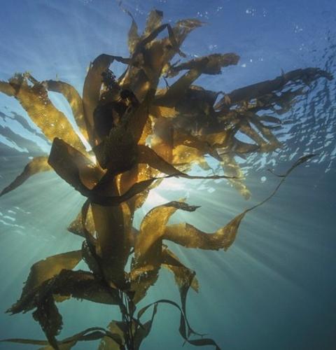 這5種海里的“寶藏菜”，富含大量生物活性物質！強烈建議多吃